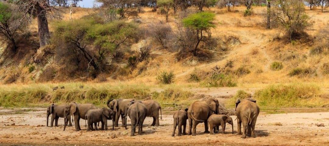 6 Day Mid Range Safari