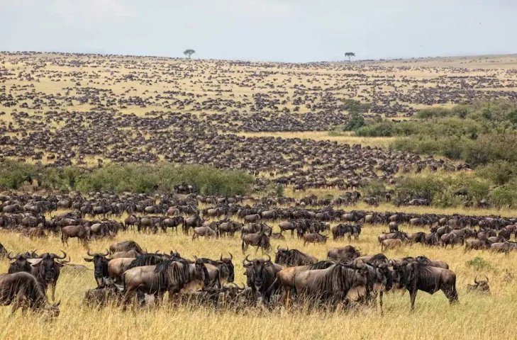 The-great-wildebeests-migration-2025