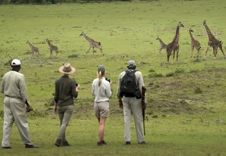 Walking Safari webp