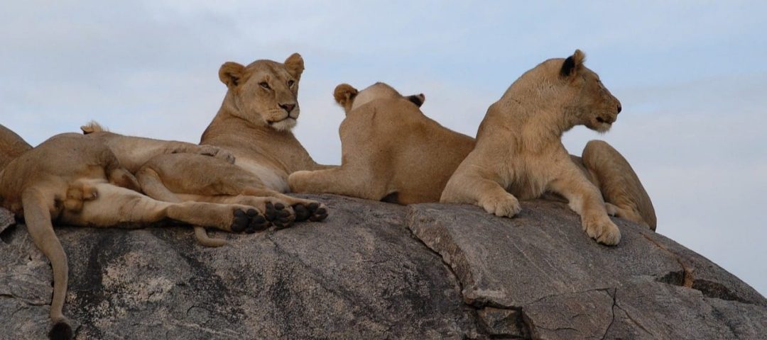 centralserengeti