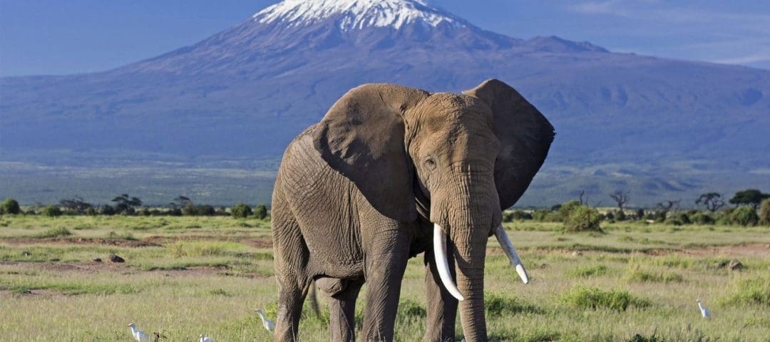 Exclusive Kenya Safari 10 Days