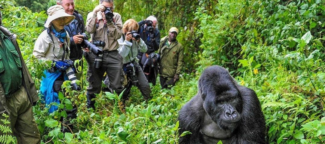 gorilla