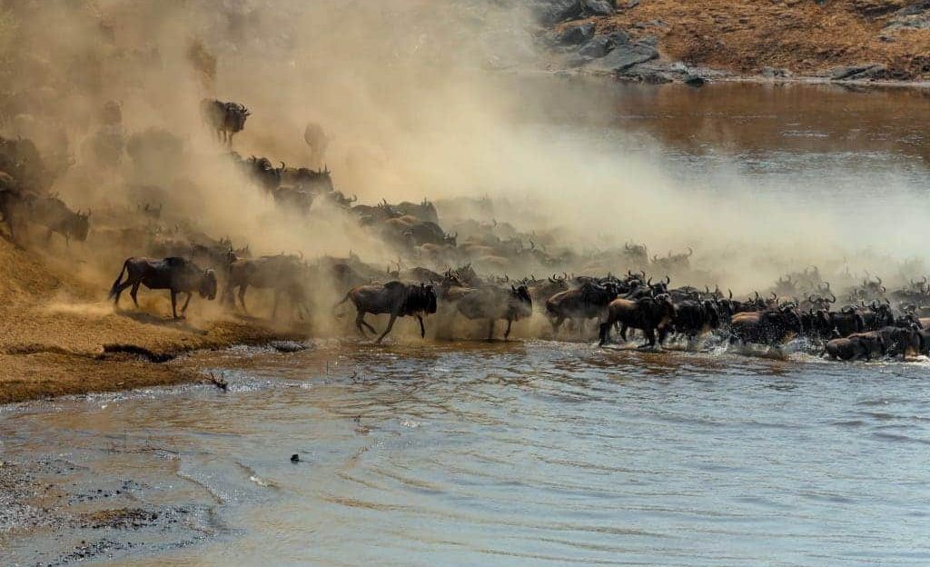 Kenya wildlife safari