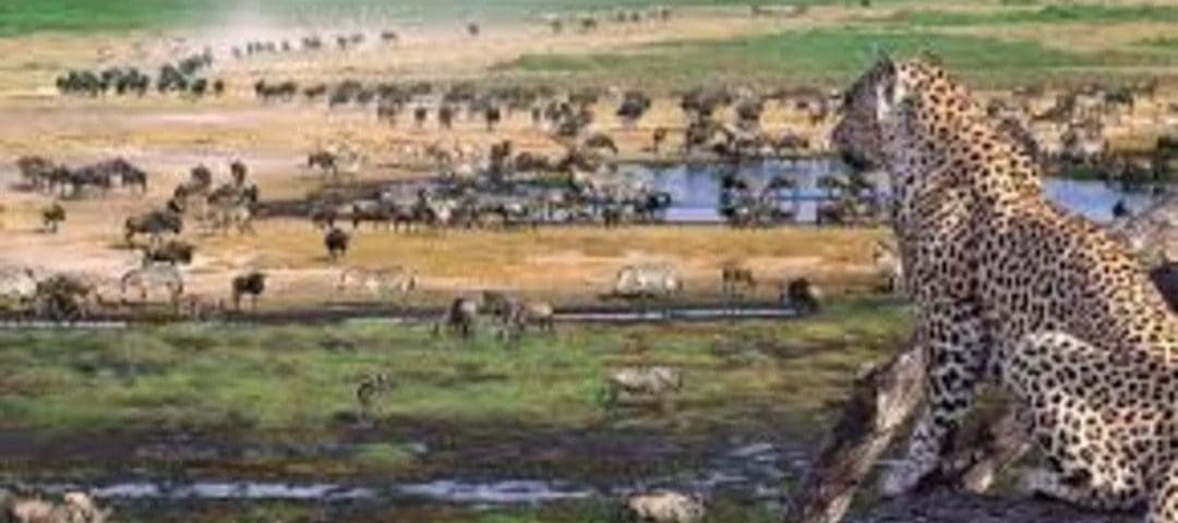 ngorongoro