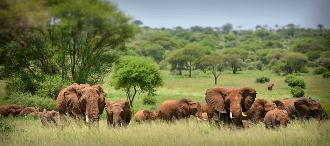 northserengeti