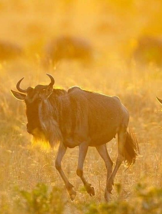 6-Day Mid-Range Safari