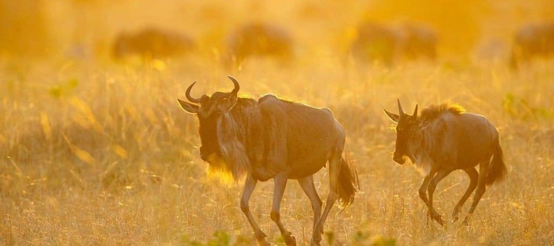 6-Day Mid-Range Safari